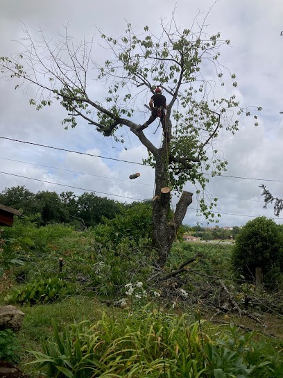 Sur Un Arbre Perché, Elagueur à Saint-Sever