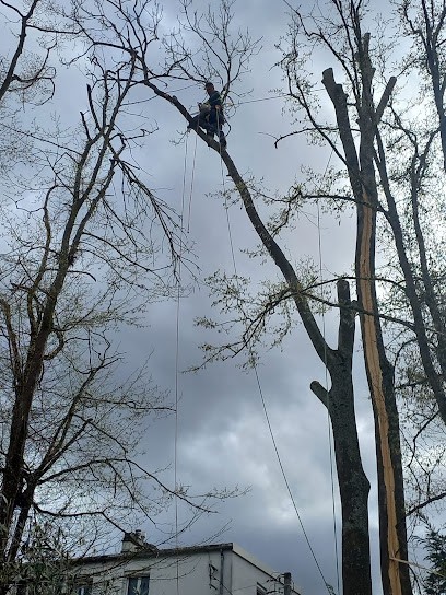 HL élagage père et fils elagueur cordiste grimpeur elagage abattage par démontage entreprise élagage Oise 60 val d’Oise 95, Elagueur à Mogneville