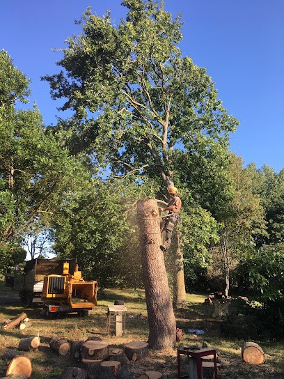 ARBOREAL Élagage et Abattage, Elagueur à Saint-Lys