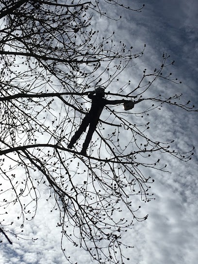 Arbre et Homme, Elagueur à Saint-Laurent-de-la-Salanque