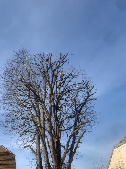 M.Schmitt Elagage Abattage Arbre | 78 Les Yvelines | 92 Hauts De Seine, Elagueur à Montigny-le-Bretonneux