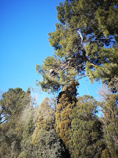 Cyprès Des Arbres, Elagueur à Payra-sur-l'Hers