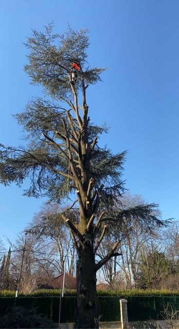 Zimmer Remi, Elagueur à Péron