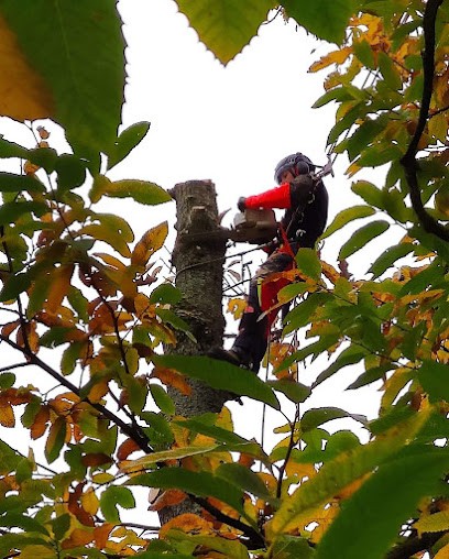 Le Chapperon vert - Arboriste élagueur, Elagueur à Sevrai