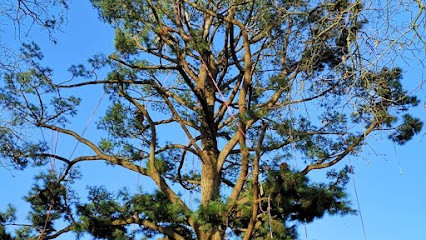 Le Gallo Arbres et Paysage, Elagueur à Lanhélin