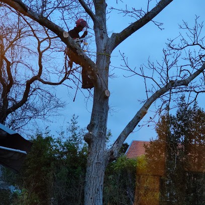 Bell'arbre élagage Responsable, Elagueur à Saint-Jean-de-Braye