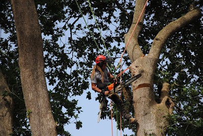 Dr Tree Elagage, Elagueur à Mendive