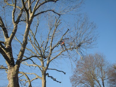 YANNICK DANS LES ARBRES Service D'élagage , Abattage , bois de chauffage, Elagueur à Sainte-Marie-aux-Chênes