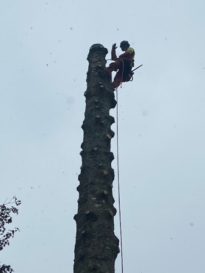 kornog élagage et désinsectisation guêpes, frelons, chenilles, Elagueur à Plobannalec-Lesconil