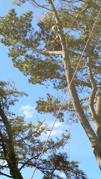Arbosylva, Elagueur à Moëlan-sur-Mer