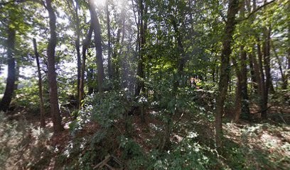 Arbre Assistance, Elagueur à Sainte-Marie
