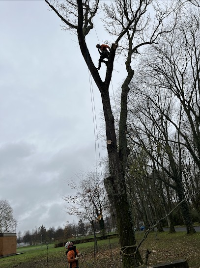 CTS Élagage | Abattage - Élagage - Taille Raisonnée, Elagueur à Pau