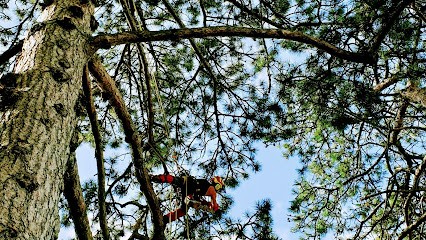 Elagage Art Et Arbre, Elagueur à Nandy
