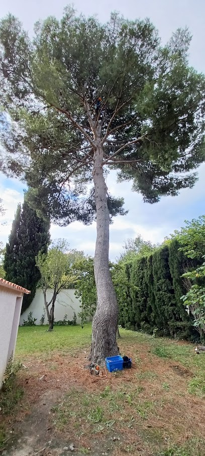 Bel'Elagage, Elagueur à Maureillas-las-Illas