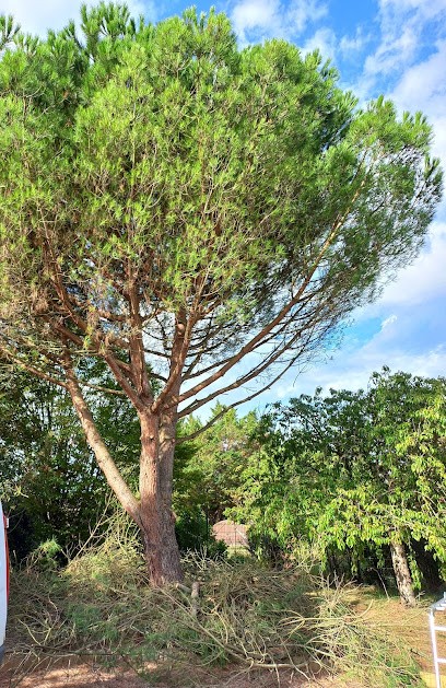 Graine D'Altitude - Arboriste Elagueur, Elagueur à Savigny-Lévescault