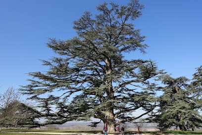 Hêtre nature , Nature et Bouts de Ficelle, Elagueur à Rosporden