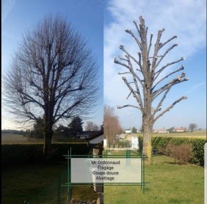 Elagage ORDONNAUD, Elagueur à Salles-d'Angles