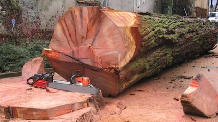 Albert Elagage Abattage D’arbres, Elagueur au Pin