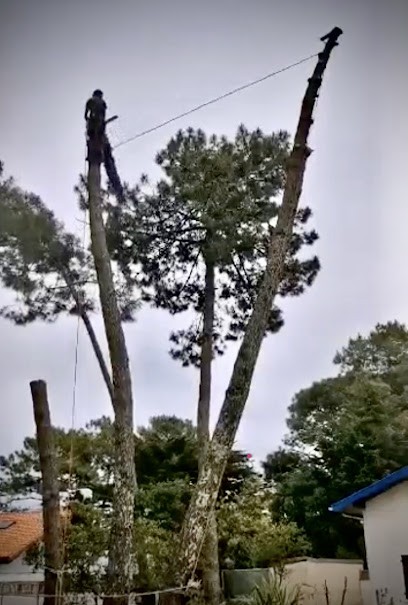 Julien Loumé - Aux Arbres ! - élagage, abattage, élagueur grimpeur, Elagueur à Magescq