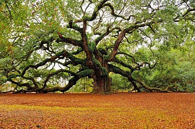 L'AMOUR DE L'ARBRE - Taille, Abattage Et Plantation D'arbres Près De Lyon, Elagueur à Saint-Martin-en-Haut