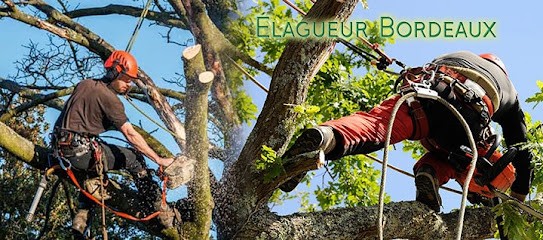 Elagueur Bordeaux, Elagueur à Lormont