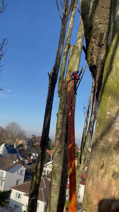 ARTISAN ADOLPHE ELAGUEUR 93 Neuilly-sur-Marne - Elagage D'arbre, Abattage D'arbre, Taille De Haie, Entretien De Jardin En Seine-Saint-Denis 93 Ile-de-France, Elagueur à Neuilly-sur-Marne