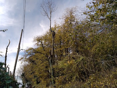 Dans Les Ramages, Elagueur à Notre-Dame-de-Mésage