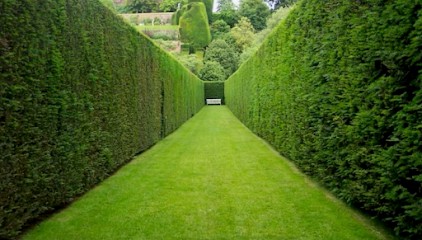 Elagage Vincent Versailles, Elagueur à Versailles