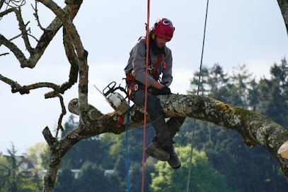 Arbres Environnement, Elagueur à Sulniac