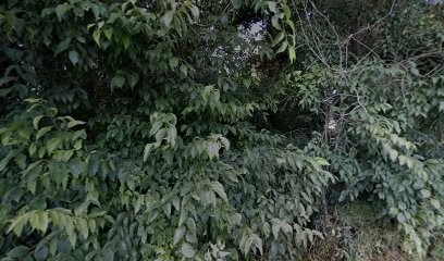 Elagage 30, Elagueur à Milhaud