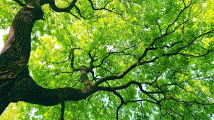 Impec'arbre 49, Elagueur à Bouillé-Ménard