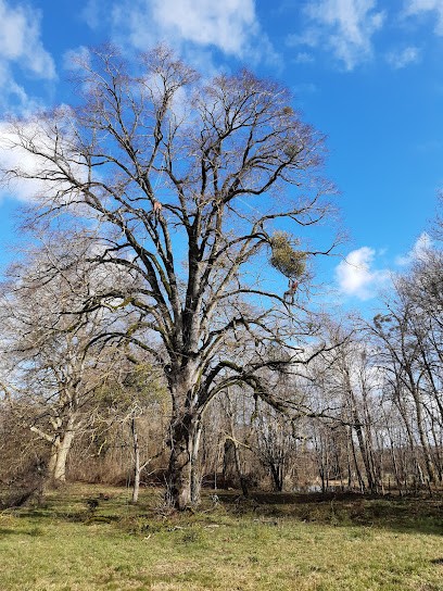 Arbre Nature Et Bois, Elagueur à Presle