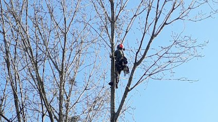 Dubois Élagage Couverture, Elagueur à Miniac-Morvan