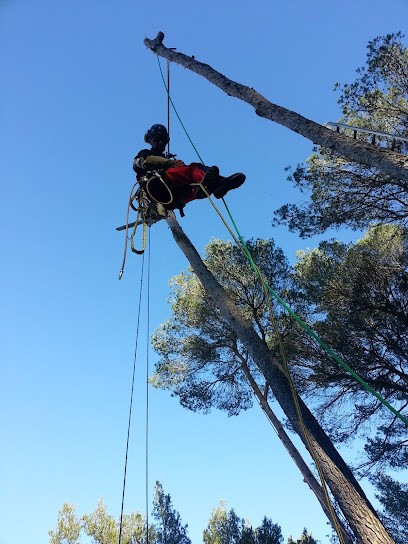 Du Haut Des Arbres Jérôme LUNEL, Elagueur au Triadou