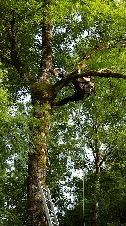 Arbres Et Saisons, Elagueur à Ramonville-Saint-Agne
