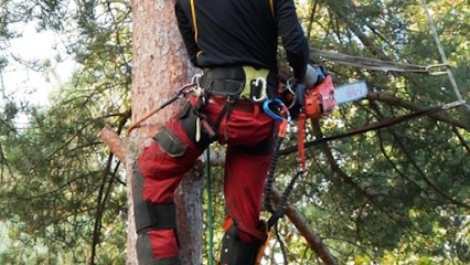 Elagage 25, Elagueur à Voujeaucourt