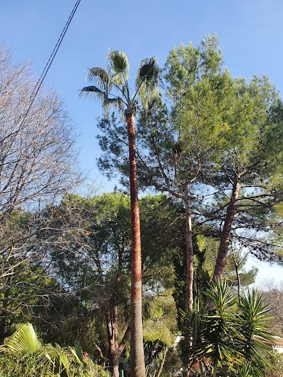 EIRL ELAG BIEN HETRE, Elagueur à Villeneuve-Loubet