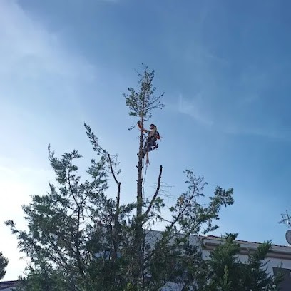 Élagueur Acrobatique MYÉA, Elagueur à Marseille 11