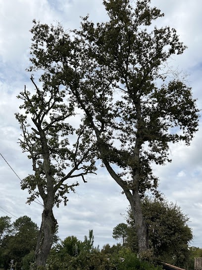Mike Elagueur, Elagueur à Sainte-Eulalie