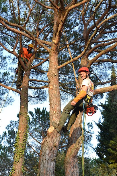 Acrotaille, Elagueur à Villalier