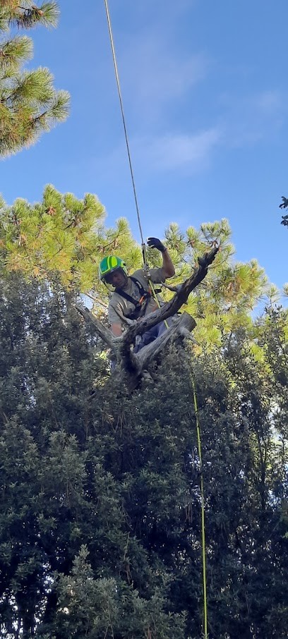 L'Arbre de A à Z, Elagueur à Meschers-sur-Gironde