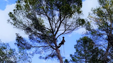 Picarella Elagage, Elagueur à Vidauban