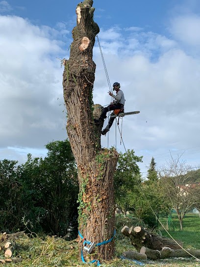 SEVE, Elagueur à Malzéville