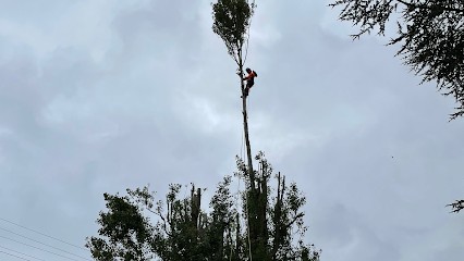 D’arbre En Arbre, Elagueur à Propriano