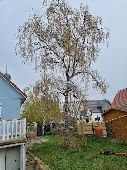 AE élagage Colmar 68 Paysagiste Mulhouse Jardinier Taille De Haie Tonte Pelouse Gazon, Elagueur à Soultz-Haut-Rhin