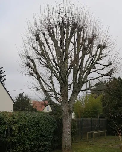 V-nature, Elagueur à Meung-sur-Loire
