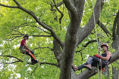 Arborigest, Elagueur à Neuilly-sur-Marne