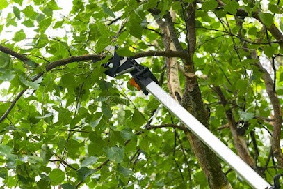 ÉLAGAGE RUDY élagueur abattage d'arbres taille de haies entretien jardin Yvelines 78 Mantes-la-Jolie Les-Mureaux Plaisir, Elagueur à Orgeval