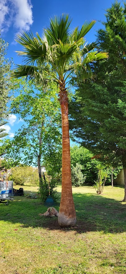 Vert L'Air Elagage, Elagueur à Lucciana