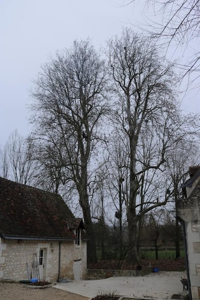 FROMENTIN SYLVAIN - Élagueur Grimpeur à Sainte-Maure-de-Touraine, près de Tours., Elagueur à Sainte-Maure-de-Touraine